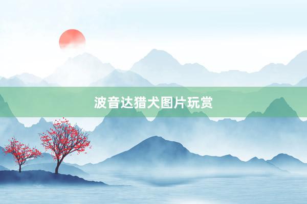 波音达猎犬图片玩赏